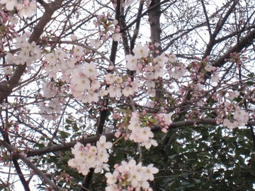 東工大の早咲き桜