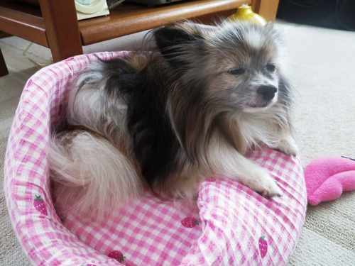 2019(R1)-6-7 �ڥå���� (1)