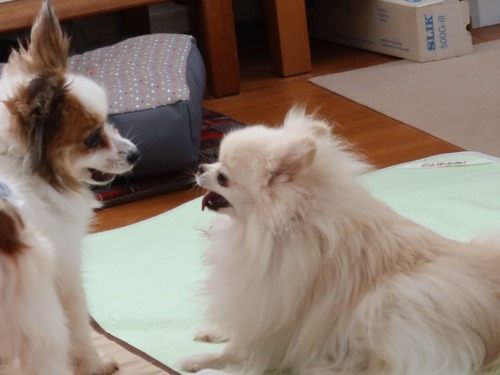 2021(R3)-5-7 ミルキー vs ボニーのワンプロ (11)