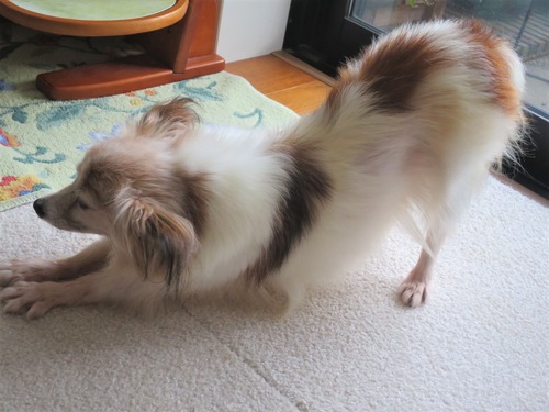 2020(R2)-9-2 退屈なファラ (2)