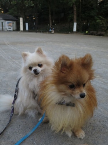 2020(R2)-11-17 公園散歩 (16)