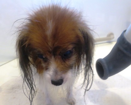 2014(H26)-7-17 �����ס� (1)