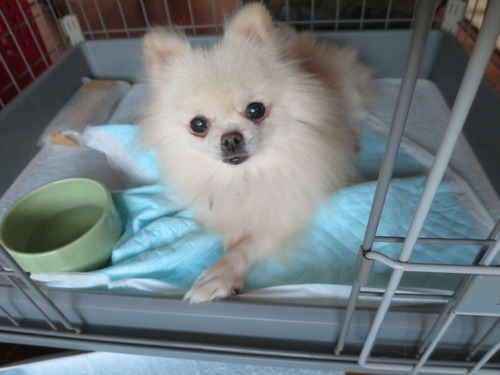 2020(R2)-11-5 ミルキーの修行 (5)