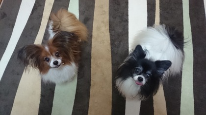 2014-11-21 ȥ饤14 ʥʥʤȥե