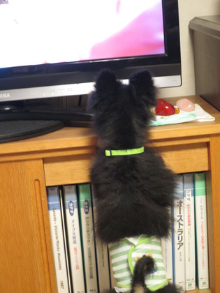 2017(H29)-10-15 ֤󹥤 (5)