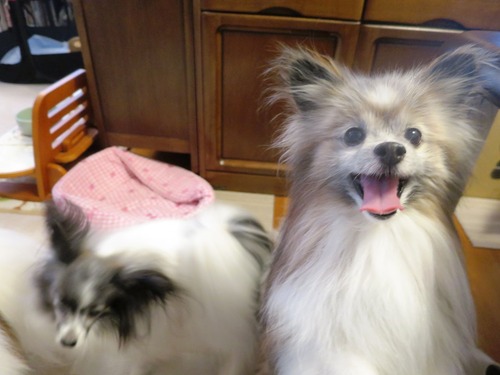 2019(R1)-7-20 �嵐������������ޥޤΥ���Ĥ��� (19)