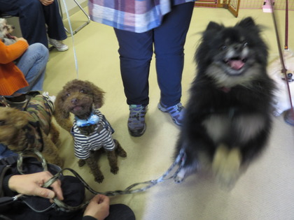 2018(H30)-3-17 第38回里親会巣鴨:マック・アンディ・タップ