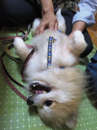 2017(H29)-9-24 マグお届け (8)