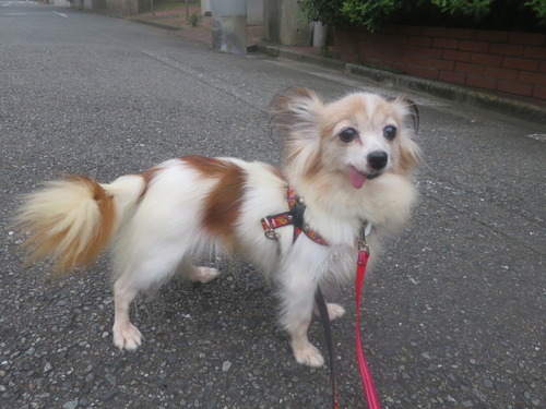 2020(R2)-9-20 ½Ñ¸å¤Î¤ª»¶Êâ (4)