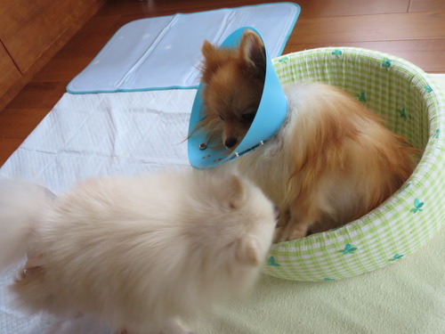 2020(R2)-10-23 今日は離れて (9)