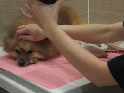 2018(H30)-12-24 ディアが生まれ変わった日 (8)