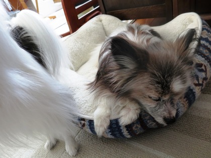 2019(R1)-5-16 ӤϤΤӤǤ⥪Ĥϡ (6)