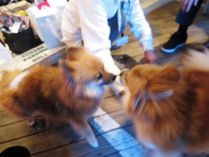 2019(H31)-1-19 巣鴨里親会にて (13)