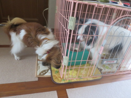 2014(H26)-6-19 フィオもチョイチョイ (4)