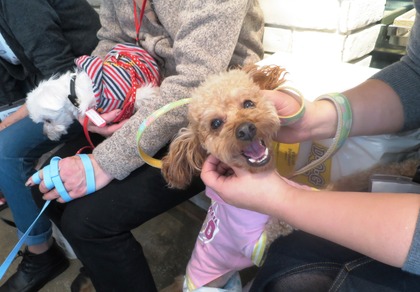 2016(H28)-12-10 第23回里親会・白金台 (29)