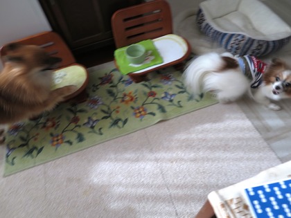 2018(H30)-12-26 朝のバトル (4)