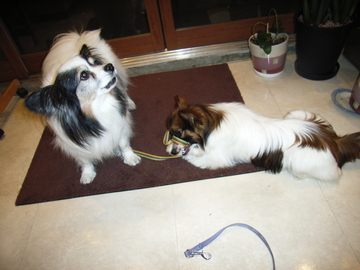 引っ張りっこ 1