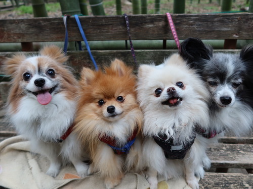 2020(R3)-3-9 すずめのお宿へ (42)