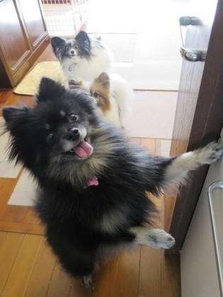 2018(H30)-2-6 お行儀よく待ちます (3)