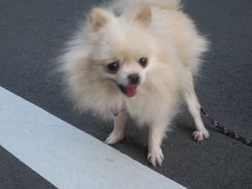 2020-11-11 お外でソット下ろしてみた (1)