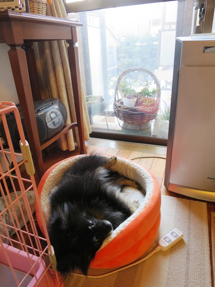 2018(H30)-1-23 4年振りの大雪の翌日 (6)