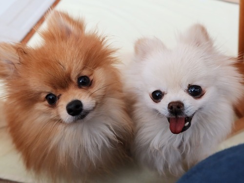 2021(R3)-2-25 ママがご飯の最中は (2)