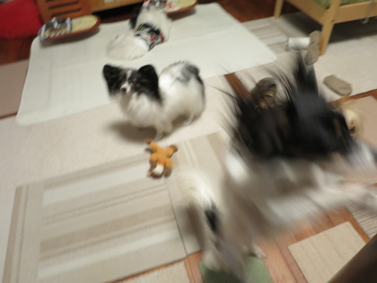 ごはんーー (1)