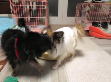 2017(H29)-11-10 �ɥ��Х���3Ƭ (13)