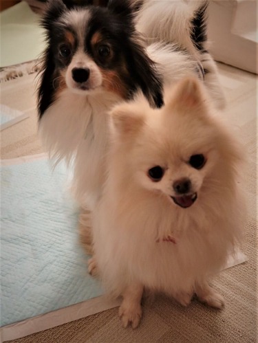 2021(R3)-3-12 ミルキーとトムのワンプロ (9)