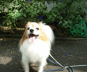 お庭デビュー 01