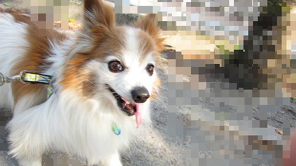 BlogPaint