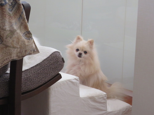 2020(R2)-11-5 ミルキーの修行 (6)