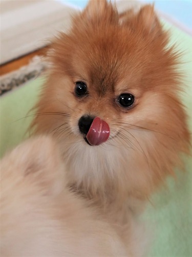 2021(R3)-2-15 苺love (10)