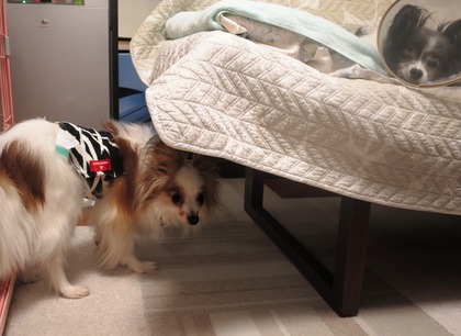 2019(H31)-3-7 ӥӥΥե (17)