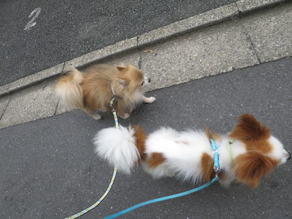 2017(H29)-9-16 いざ出陣の朝 (22)