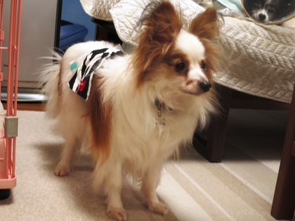 2019(H31)-3-7 ӥӥΥե (12)