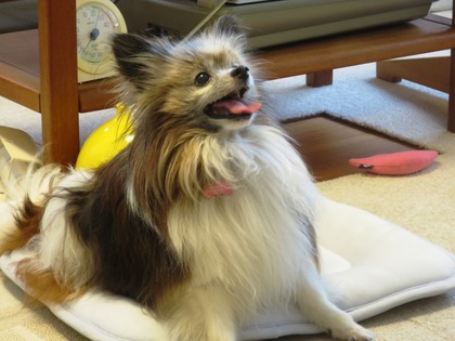 2019(R1)-7-12 ͳ²ÃΤ¤µ¤ó¤ÈÍ·¤Ö (22)