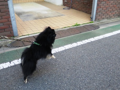 2018(H30)-3-12 春が来てるね! (6)