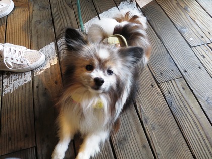 2019(R1)-5-18 第56回里親会 巣鴨 (16)