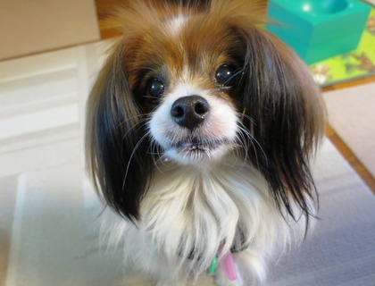 2014-3-14 オヤツはりんご (4)