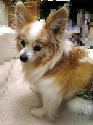 BlogPaint