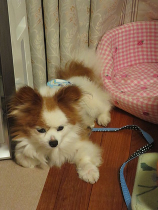 2017(H29)-7-17 ������ε��� (2)