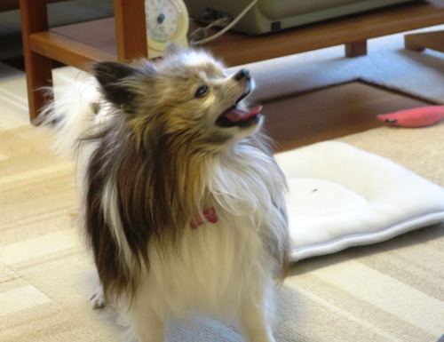 2019(R1)-7-12 ͳ²ÃΤ¤µ¤ó¤ÈÍ·¤Ö (12)