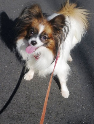 2017(H29)-11-7 ��������ī��4��󥳤Ȼ�ǰ����  (8)