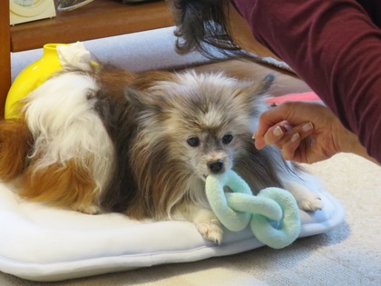 2019(R1)-7-12 ͳ²ÃΤ¤µ¤ó¤ÈÍ·¤Ö (8)