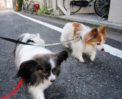 初秋の朝の3パピ散歩 (1)
