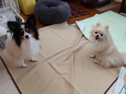 2021(R3)-3-18 �ѥԥݥ�ͽ����줾�� (2)