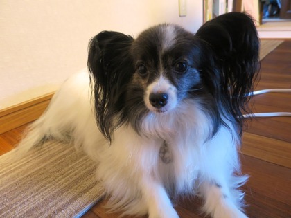 2014(H26)-11 梅雨のマッタリ (9)