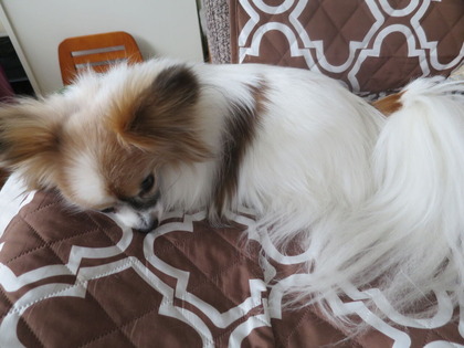 2020(R2)-4-12 爆睡派 と緊張派 (2)