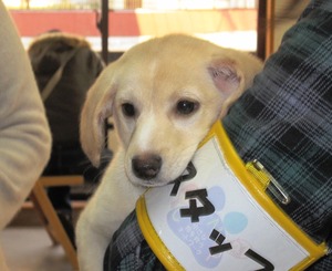 まるこ